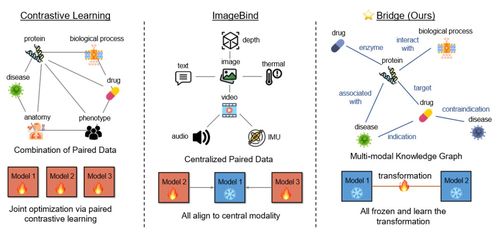 iclr 2024 uiuc等提出biobridge 用知識圖譜構(gòu)建多模態(tài)生物醫(yī)學(xué)基礎(chǔ)模型