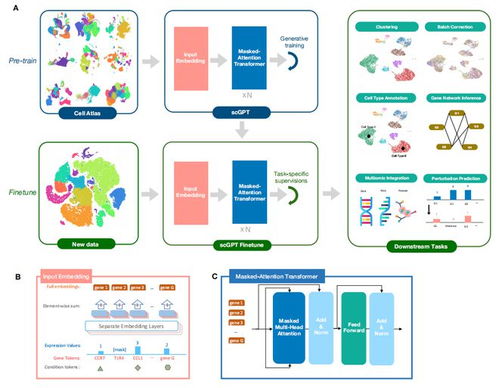 首個單細(xì)胞生物學(xué)基礎(chǔ)大型語言模型 生物基材料技術(shù)研發(fā)的新里程碑
